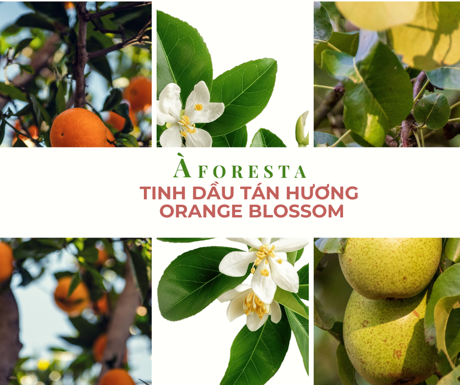Tinh Dầu Tán Hương ORANGE BLOSSOM - Hương hoa cam. 